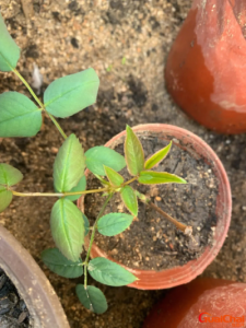 ​月季花扦插时间和方法及剪枝时间？月季花扦插时间和方法图片