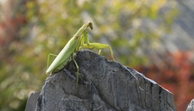 ​螳螂是啥动物