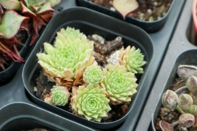 ​多肉服盆期怎么浇水