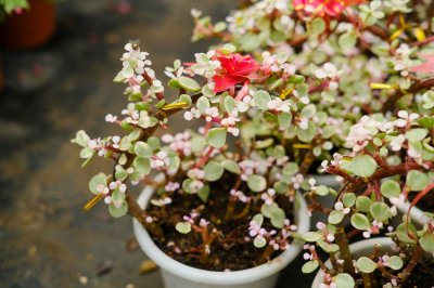 ​雅乐之舞怎样浇水，什么时候浇水