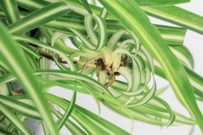 ​水培吊兰怎么养长得旺盛