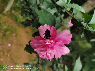 ​木槿花叶子蔫了能活吗