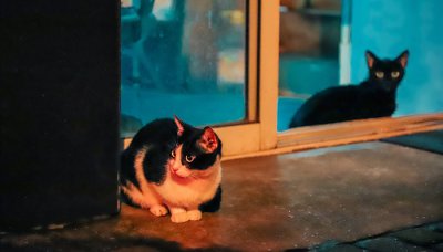 ​野猫是几级保护动物