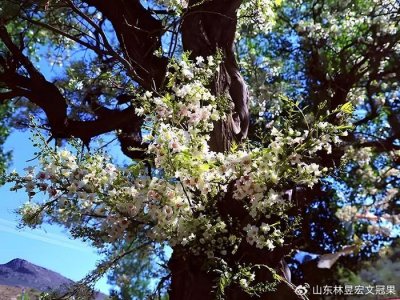 ​揭秘文冠果在佛教中的地位与象征意义