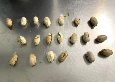 ​南昌昌北机场海关截获美洲野蚕虫卵！