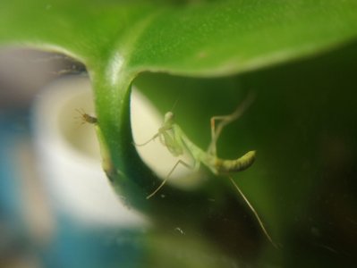 ​给你从没见过的图：知道小螳螂吃什么吗？它是如何进行捕食的？