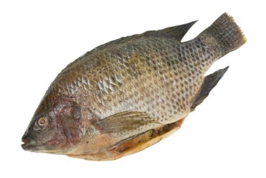 刺少的外国鱼竟这样便宜