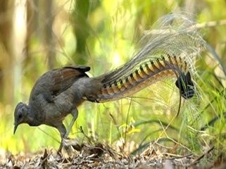 动物界的歌唱家~琴鸟，能模仿20多种鸟的声音