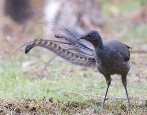 动物界的歌唱家~琴鸟，能模仿20多种鸟的声音