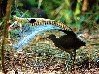 动物界的歌唱家~琴鸟，能模仿20多种鸟的声音