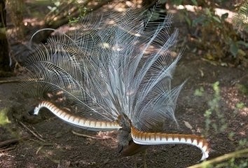 动物界的歌唱家~琴鸟，能模仿20多种鸟的声音