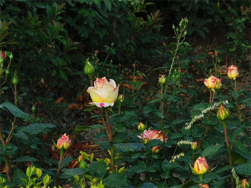 自驾游：大型城市生态公园——三门峡黄河公园