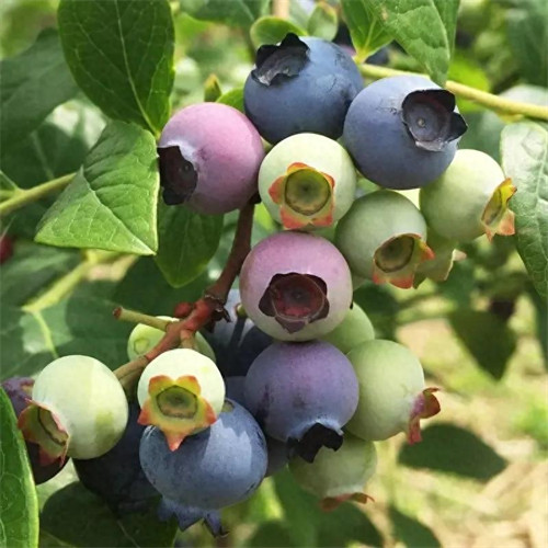 蓝莓的产地主要在哪里(中国蓝莓之乡)