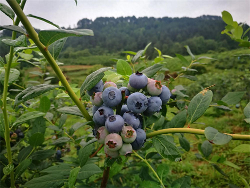 蓝莓的产地主要在哪里(中国蓝莓之乡)