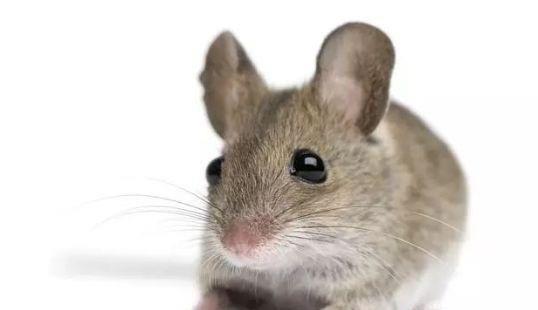 家中有属鼠人“喜事”来了，留意“发财鼠”你家发了，互相告知！