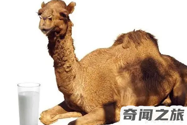 驼奶多少钱一罐(一罐普通的驼奶价格为400-1000元每罐为300克)(1)_