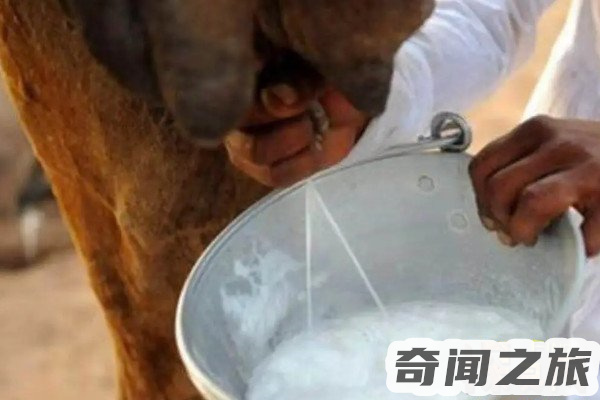 驼奶多少钱一罐(一罐普通的驼奶价格为400-1000元每罐为300克)(4)_