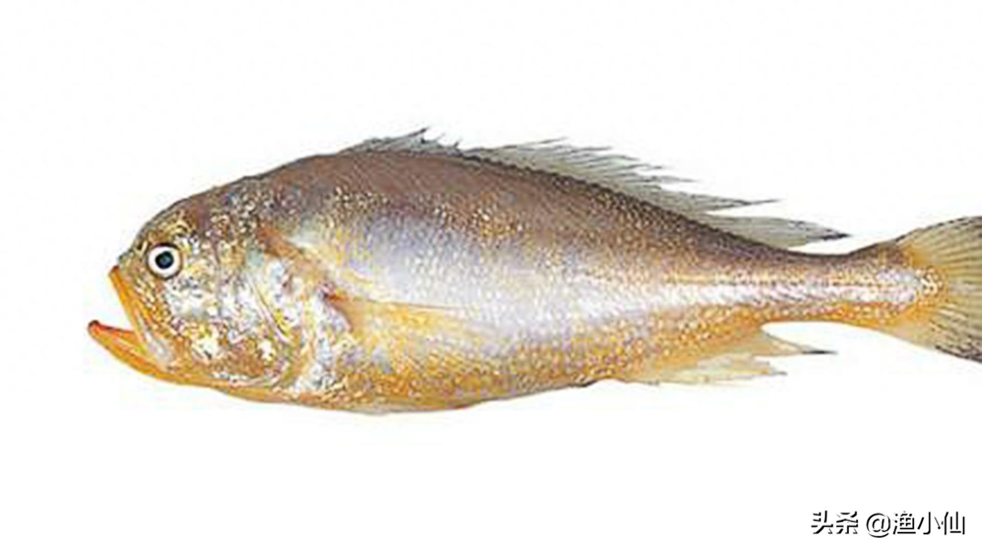 一种捕捞上来会叫的海鱼，肉嫩刺软，肉味鲜美，不愧叫狮头鱼