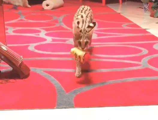 一姐们儿家里养了两只非洲薮猫，一只要20万的小猛兽