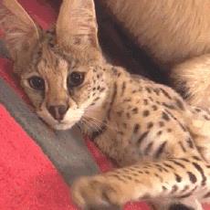 一姐们儿家里养了两只非洲薮猫，一只要20万的小猛兽