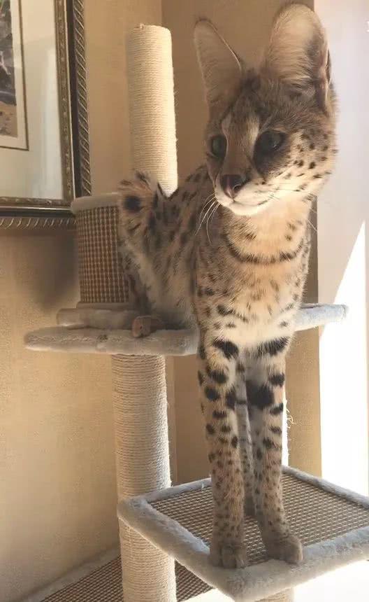 一姐们儿家里养了两只非洲薮猫，一只要20万的小猛兽