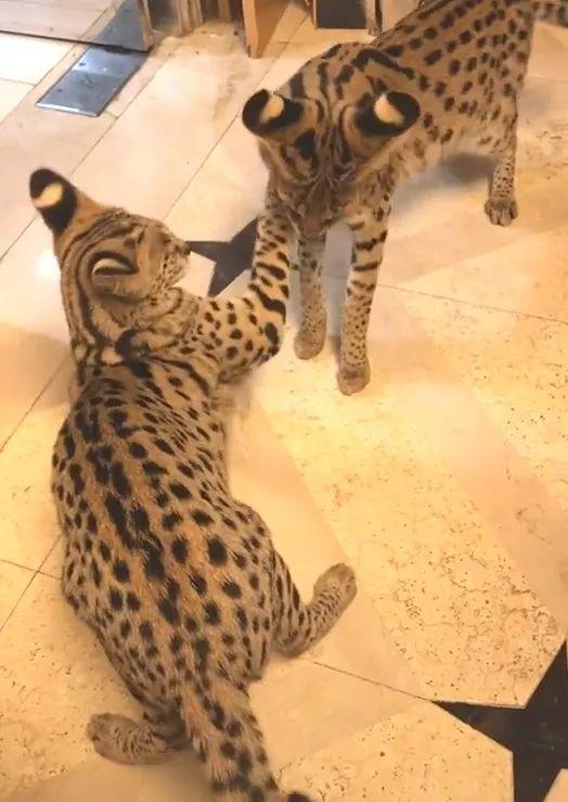 一姐们儿家里养了两只非洲薮猫，一只要20万的小猛兽