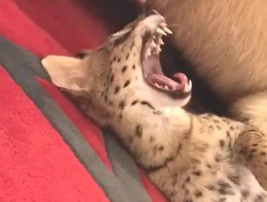 一姐们儿家里养了两只非洲薮猫，一只要20万的小猛兽