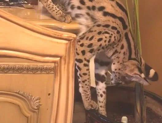 一姐们儿家里养了两只非洲薮猫，一只要20万的小猛兽