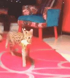 一姐们儿家里养了两只非洲薮猫，一只要20万的小猛兽