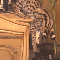 一姐们儿家里养了两只非洲薮猫，一只要20万的小猛兽