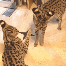一姐们儿家里养了两只非洲薮猫，一只要20万的小猛兽
