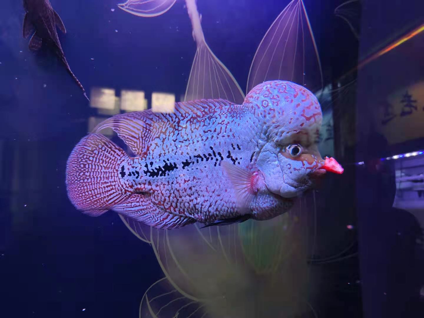 养鱼的方法和技巧（精心总结的新手养鱼常规操作）