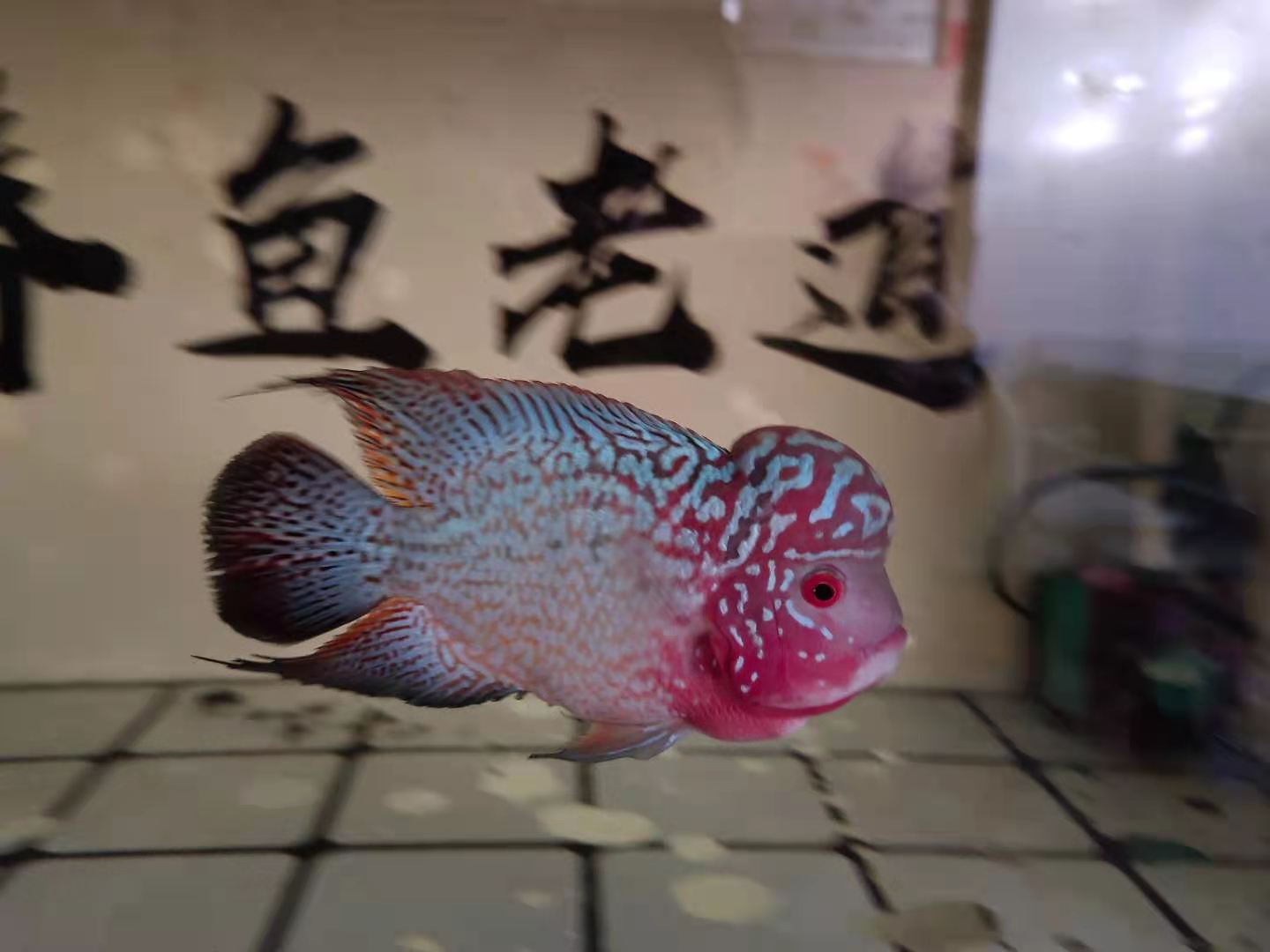 养鱼的方法和技巧（精心总结的新手养鱼常规操作）