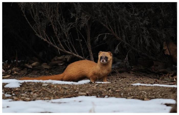 为什么黄鼠狼怼天怼地，却唯独害怕鹅？看完明白了！