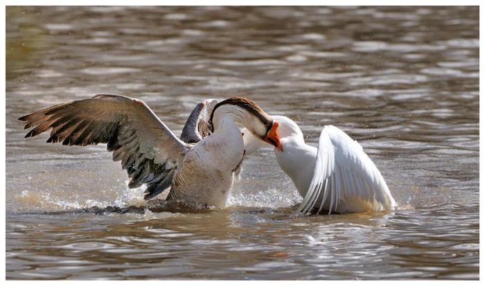 为什么黄鼠狼怼天怼地，却唯独害怕鹅？看完明白了！