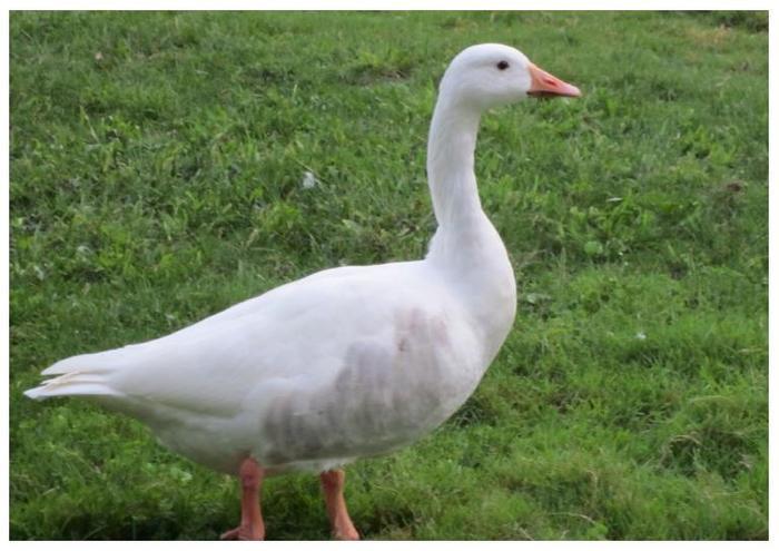 为什么黄鼠狼怼天怼地，却唯独害怕鹅？看完明白了！