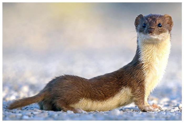 为什么黄鼠狼怼天怼地，却唯独害怕鹅？看完明白了！