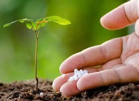 桉树专用肥有效时间是多久（桉树用肥的常见误区）(2)