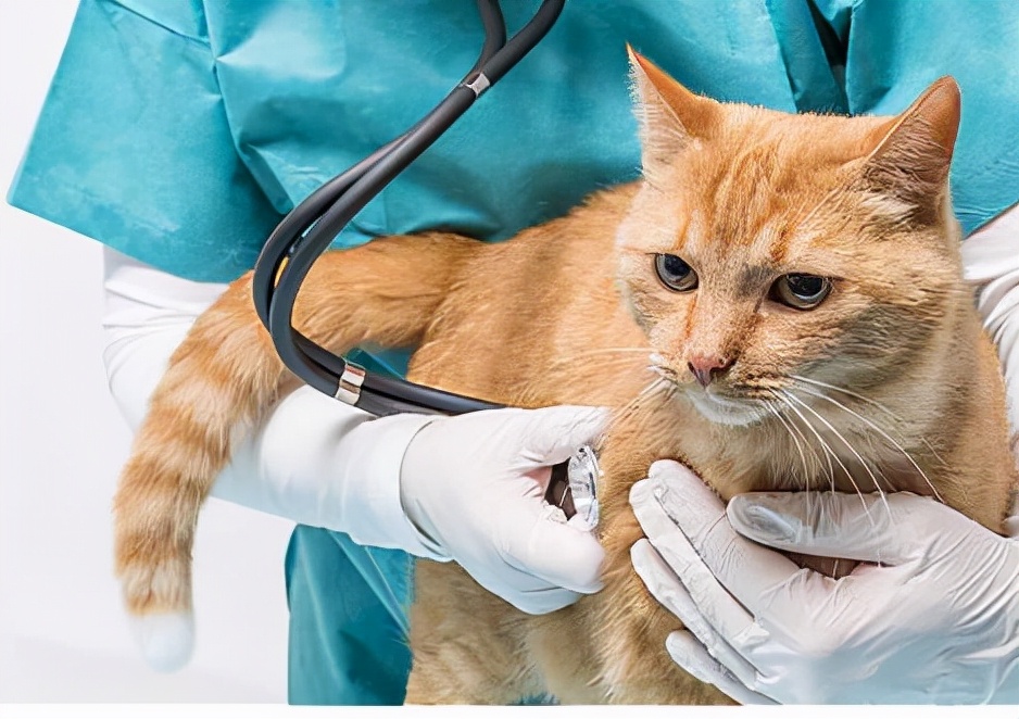 小猫多大可以驱虫（铲屎官需要知道的3个小常识）