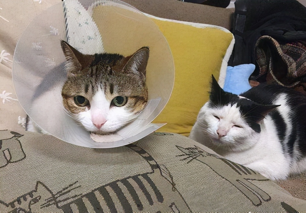 小猫多大可以驱虫（铲屎官需要知道的3个小常识）