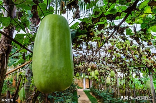 夏季营养膳食——节瓜