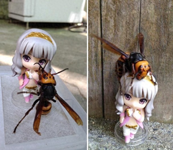 可怕，日本男子竟然养大黄蜂为宠物