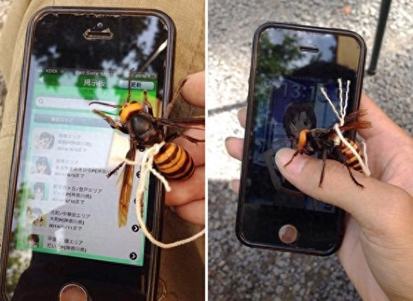 可怕，日本男子竟然养大黄蜂为宠物