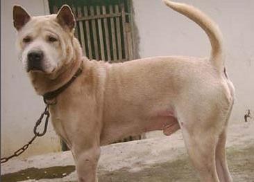 此犬是我国本土优秀猎犬，名字奇怪，能力不输灵缇，如今数量稀少