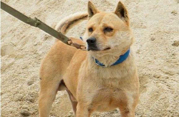 此犬是我国本土优秀猎犬，名字奇怪，能力不输灵缇，如今数量稀少