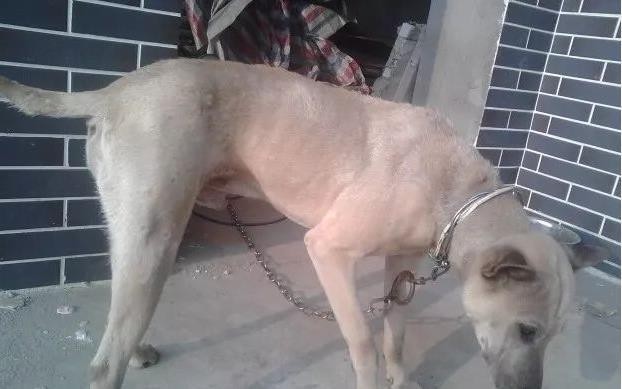 此犬是我国本土优秀猎犬，名字奇怪，能力不输灵缇，如今数量稀少