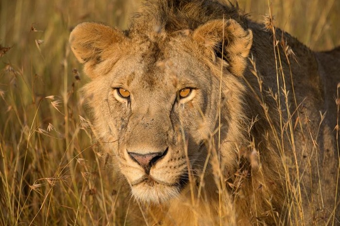 在坦桑尼亚的晨辉下，一头非洲狮穿过高高的草丛。 PHOTOGRAPH BY MELISSA GROO， NAT GEO IMAGE COLLECTION