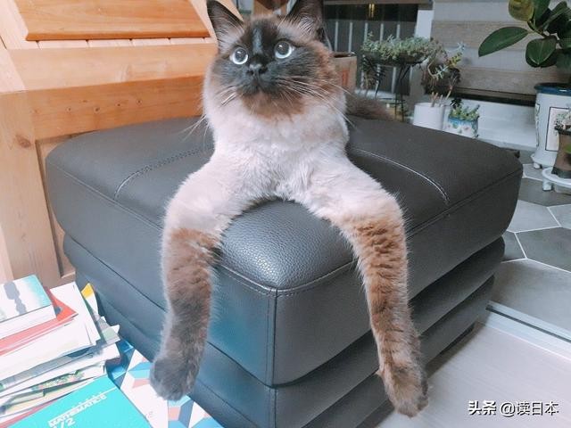 史上最奇葩的手办带你吃瓜（日本小哥研发沙雕手办爆红）(54)