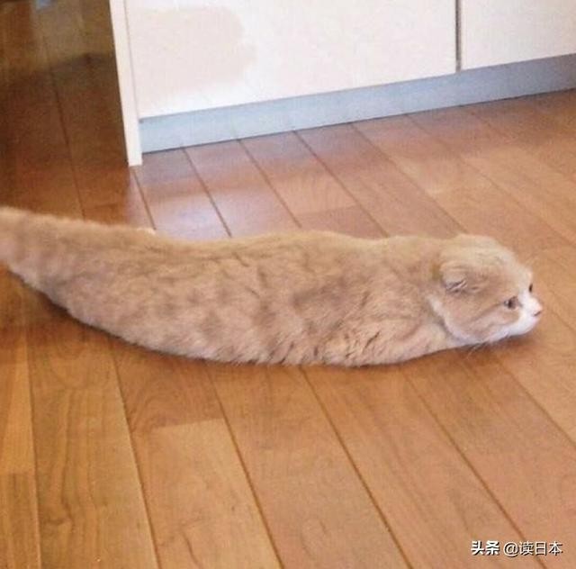 史上最奇葩的手办带你吃瓜（日本小哥研发沙雕手办爆红）(38)