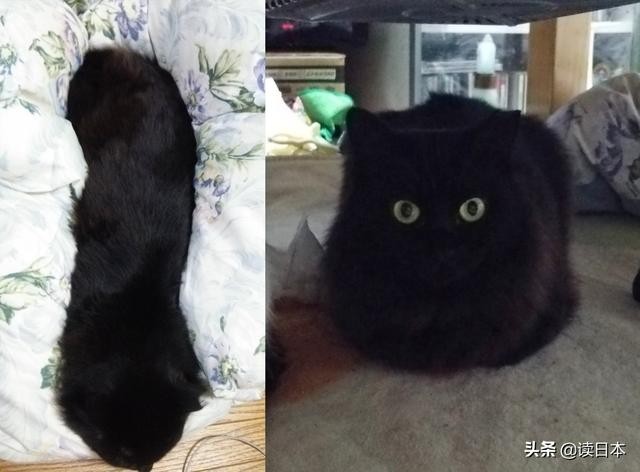 史上最奇葩的手办带你吃瓜（日本小哥研发沙雕手办爆红）(50)